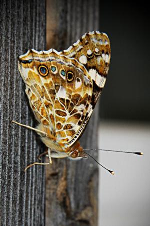 Schmetterling terasse