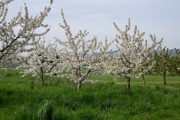 2024-04-13 Kirschblüte Griedelbach (1 von 224)