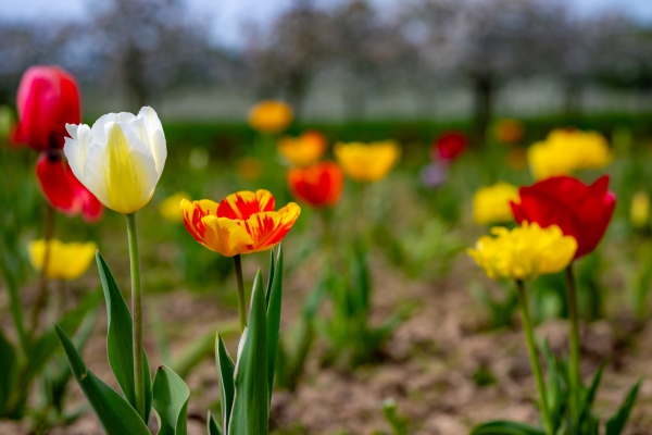 2024-04-13 Kirschblüte Griedelbach (156 von 224)