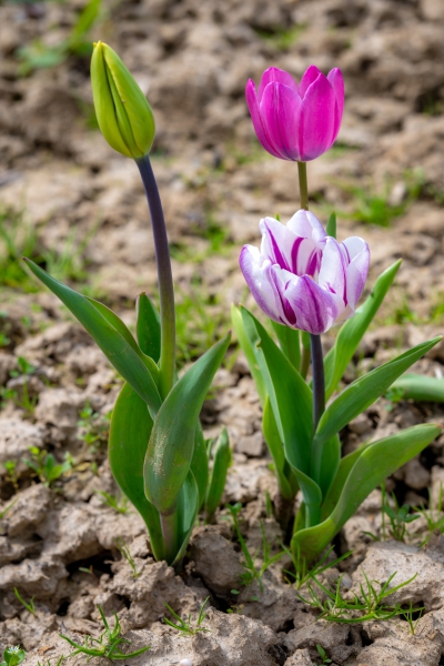 2024-04-13 Kirschblüte Griedelbach (164 von 224)